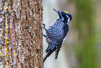Male three-toed woodpecker with yellow crown foraging on tree bark