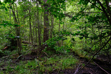 Late summer rich deciduous stand with old trees and lush foliage