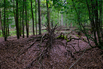 Summertime deciduous forest with broken old tree