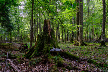 Summertime deciduous forest with broken old tree