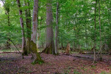 Summertime deciduous forest with broken old tree