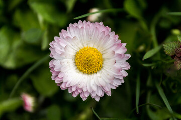 White flower with burgundy petals.