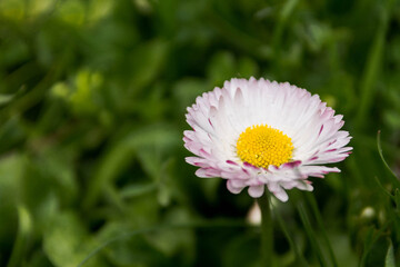 White flower with yolk. White flower with red edges.