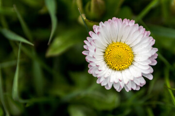 Strawflower from the right side.
