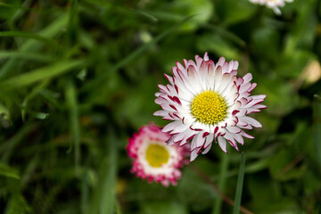 Field flower with white petals.