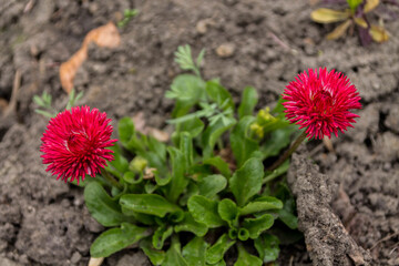Wildflowers red. Flowers beds.