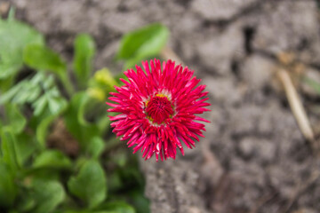 Red strawflower.