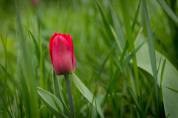 Single tulip in the grass.