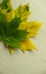 Two maple leaves with variety level of yellowing on a wood board stock photo for vertical backgrounds