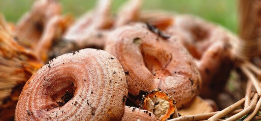 mushrooms collected in baskets in the woods during the autumn season, with bright and intense colours