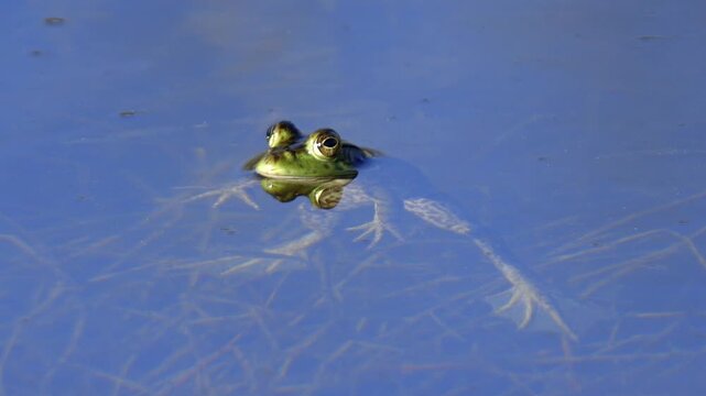 American Bullfrog Floating then Diving