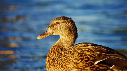 Close-up Portrait of a Wild Mallard Duck.