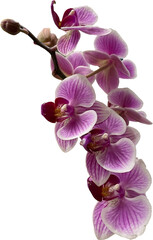 pink orchid isolated png