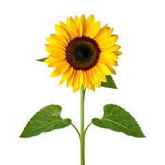 Obraz premium sunflower blossom with stem and leaves, yellow petals and brown center on png background