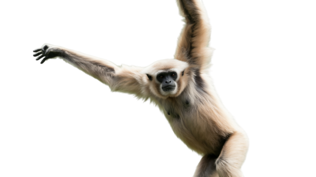 Stunning gibbon gracefully hanging with expressive gaze, perfect for wildlife campaigns, conservation efforts, or exotic travel promotions