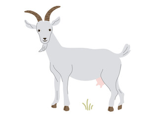Fototapeta premium A charming illustration of a grey goat with prominent horns and an udder, standing on the grass. Decor element for farm, animal, dairy, rural, and educational designs, representing domestic livestock