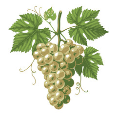 Bunch of Grapes Vector Illustration silhouette icon on white background