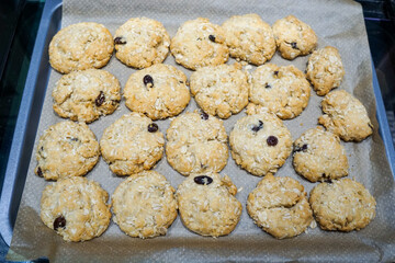 Freshly baked ANZAC biscuits on parchment paper and a baking tray, just out of the oven.