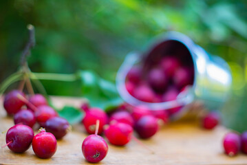 a few red apples are scattered from a bucket. High quality photo