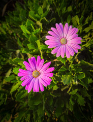 Bright pink flowers blooming in a garden during sunny daylight hours