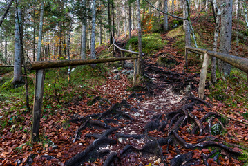 Scenic hiking trail with wooden bridge surrounded by autumn leaves in a peaceful forest setting