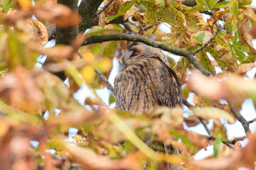 A long-eared owl sits and sleeps on an autumn tree. Autumn mood concept.