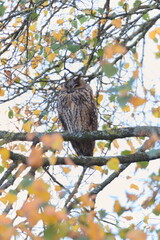 A long-eared owl sits and sleeps on an autumn tree. Autumn mood concept.