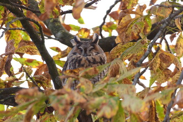 A long-eared owl sits and sleeps on an autumn tree. Autumn mood concept.