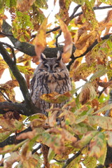 A long-eared owl sits and sleeps on an autumn tree. Autumn mood concept.