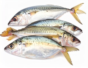 Fototapeta premium Four fresh whole mackerel fish on a white background ready for cooking healthy seafood meal