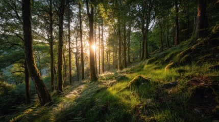 Obraz premium A forest with a sun shining through the trees. The sun is bright and warm, casting a golden glow on the trees and grass. The scene is peaceful and serene, with the sun shining through the trees