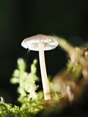 Pilz im Wald als Makro mit unscharfem Hintergrund
