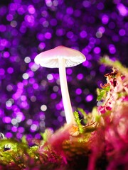 Pilz im Wald als Makro mit unscharfem Hintergrund