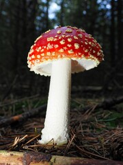 Roter Fliegenpilz (Amanita muscaria), unscharfer Hintergrund, Nordrhein-Westfalen, Deutschland