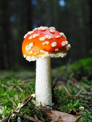 Roter Fliegenpilz (Amanita muscaria), unscharfer Hintergrund, Nordrhein-Westfalen, Deutschland