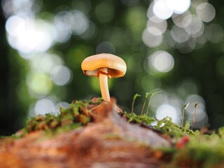 Pilz im Wald als Makro mit unscharfem Hintergrund
