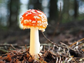 Roter Fliegenpilz (Amanita muscaria), unscharfer Hintergrund, Nordrhein-Westfalen, Deutschland