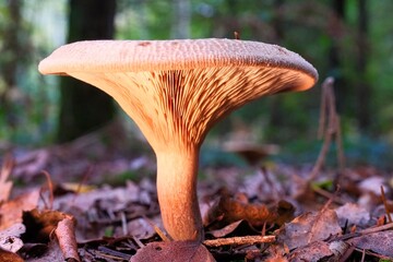 Pilz Rotbraune Milchling (Lactarius rufus, unscharfer farbiger Hintergrund Deutschland