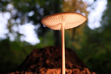 Pilz im Wald als Makro mit unscharfem Hintergrund