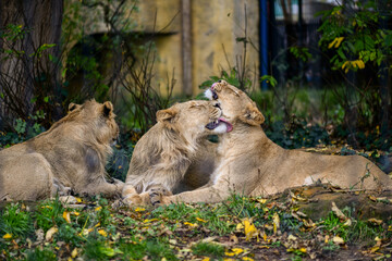 Asiatic lions grooming each other