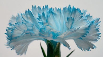 Obraz premium shaggy. Light blue flower with fluffy petals displayed against white background, gardening catalogs, home-decor guides, designed for gardening and botanical catalogs. 