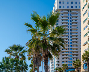 Naklejka premium Palm trees against high-rise buildings
