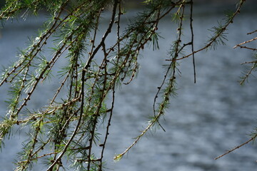 spruce branches against the backdrop of a pond