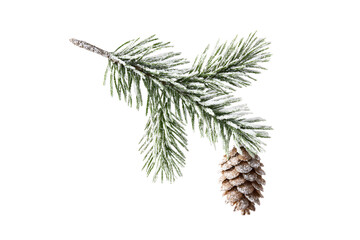 Pine branch with cone isolated on a white background in a close-up view