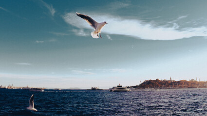 Gaviota en el mar negro 