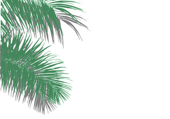 Vibrant green palm fronds with delicate, feathery leaves gracefully curve in the top-left corner against a crisp white background — fresh, tropical, and ideal for summer or beach designs.