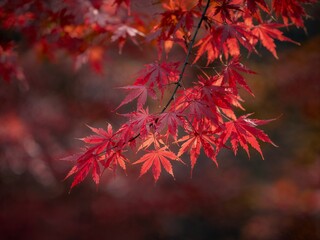 日本の赤く紅葉したもみじの葉