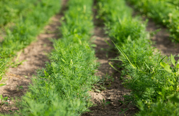 Green dill leaves in the garden. Organic farm. Healthy eating. Foods rich in vitamins. Agricultural industry. Natural background. Fragrant seasoning.