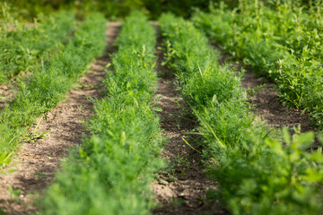 Green dill leaves in the garden. Organic farm. Healthy eating. Foods rich in vitamins. Agricultural industry. Natural background. Fragrant seasoning.