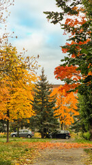 Naklejka premium autumn in the forest